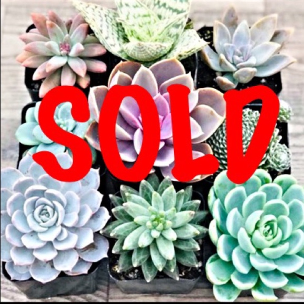 Sold Beyond This Point
